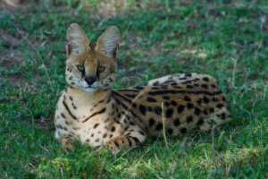 Toplokrvne životinje Toplokrvne životinje